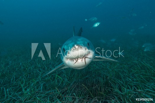 Picture of Great white shark over seagrass bed